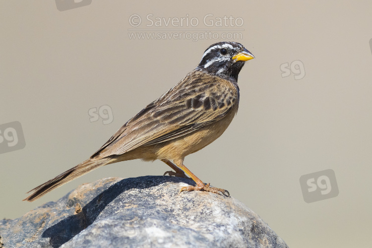 Cinnamon-breasted Bunting, side view of an adult male standing on a rock