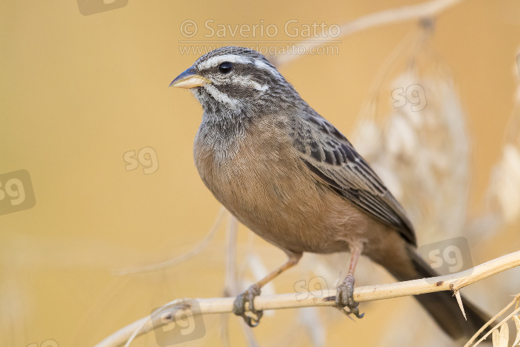 Cinnamon-breasted Bunting, adult female perched on a branch