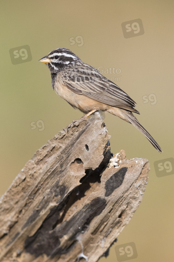 Cinnamon-breasted Bunting, adult male perched on an old trunk