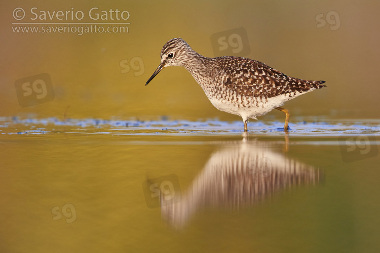 Wood Sandpiper