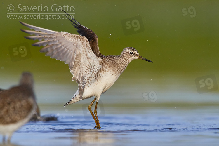 Wood Sandpiper