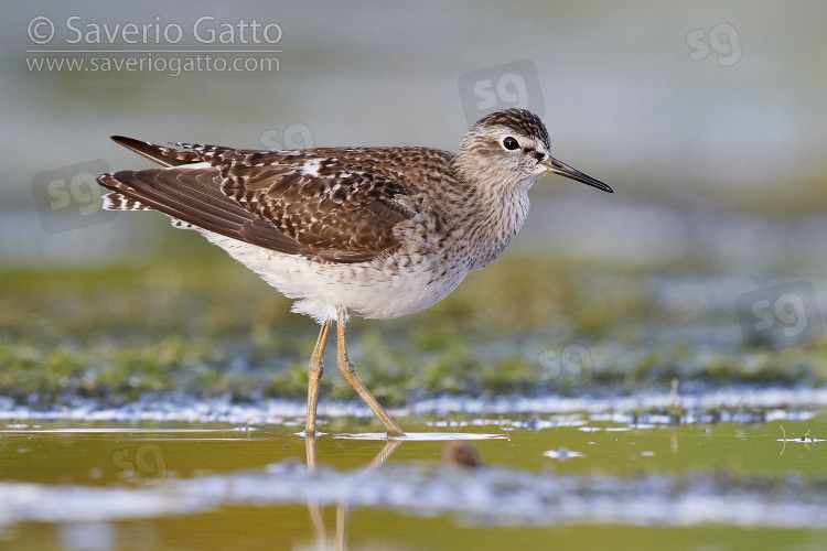 Wood Sandpiper