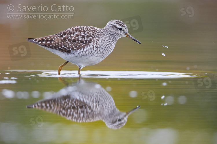 Wood Sandpiper