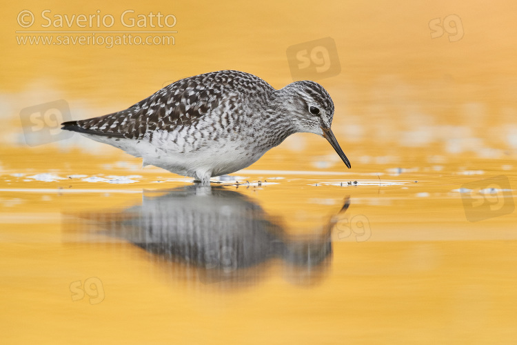 Wood Sandpiper, side view of an adult standing in the water