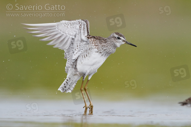 Wood Sandpiper