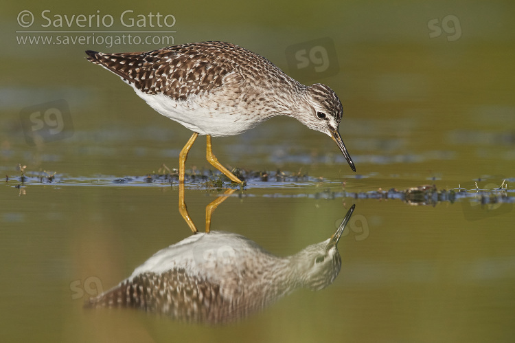 Wood Sandpiper