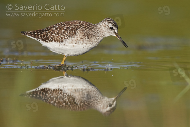 Wood Sandpiper