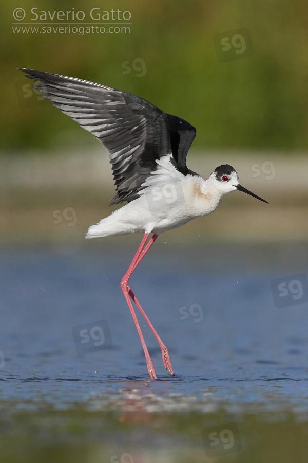 Black-winged Stilt, side view of an adult in flight