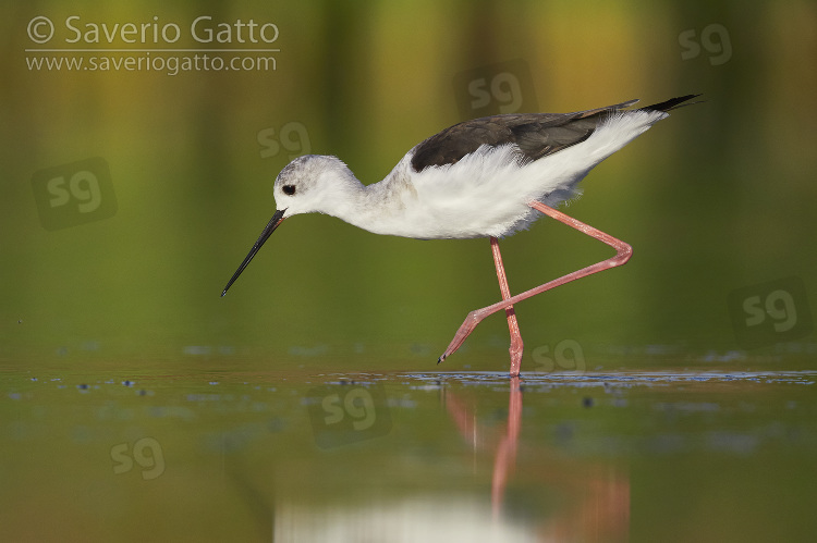 Black-winged Stilt