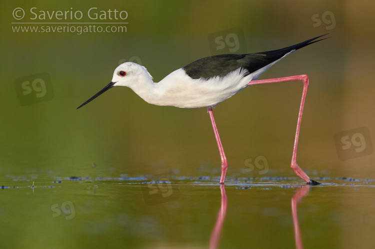 Black-winged Stilt, side view of an adult male walking in a pond