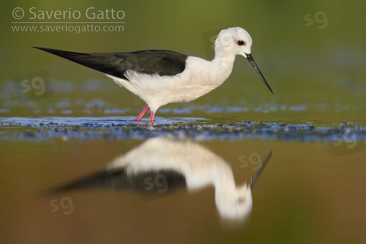 Black-winged Stilt