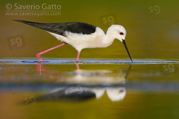 Black-winged Stilt