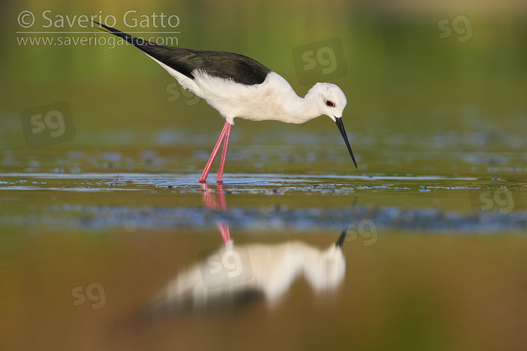 Black-winged Stilt