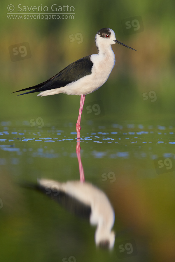 Black-winged Stilt