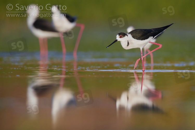 Black-winged Stilt, a small flock in a pond at sunset
