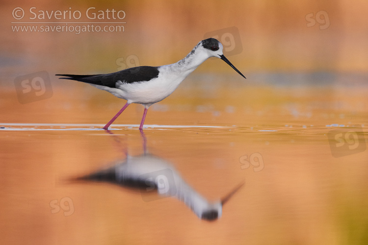 Black-winged Stilt, adult male walking in a pond at sunset