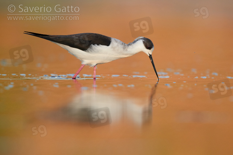 Black-winged Stilt