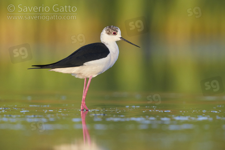 Black-winged Stilt