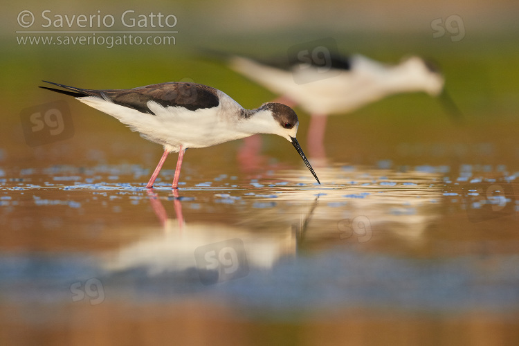 Black-winged Stilt