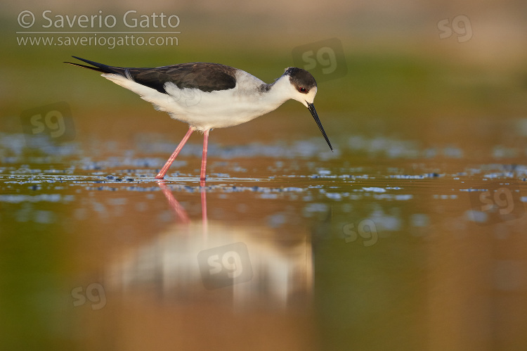 Black-winged Stilt