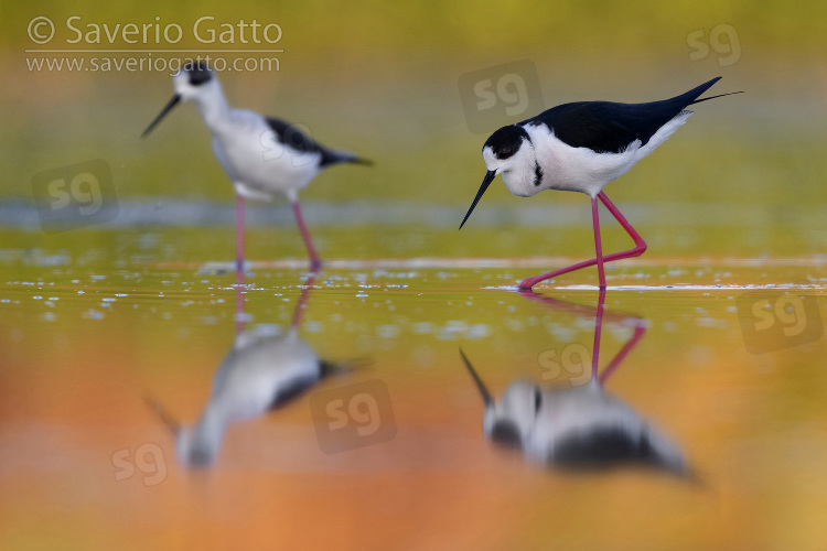 Black-winged Stilt