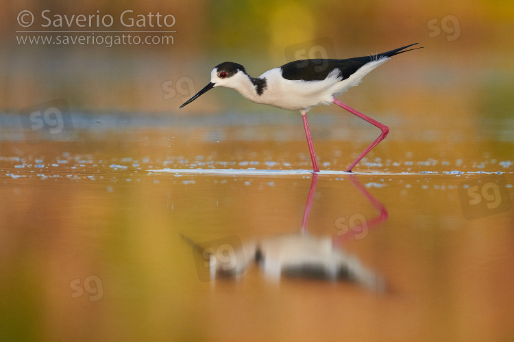 Black-winged Stilt, side view of an adult walking in a pond at sunset