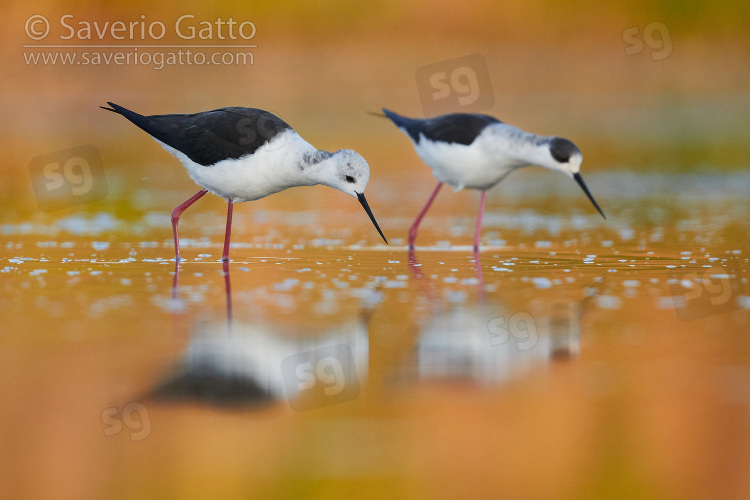 Black-winged Stilt