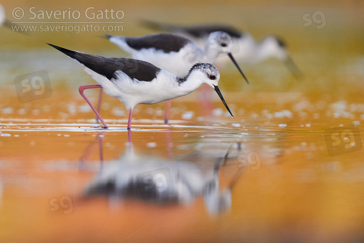 Black-winged Stilt