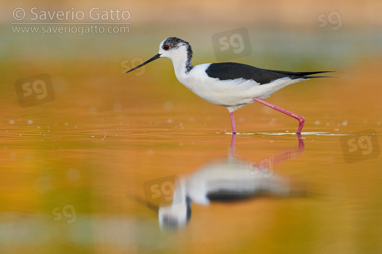 Black-winged Stilt