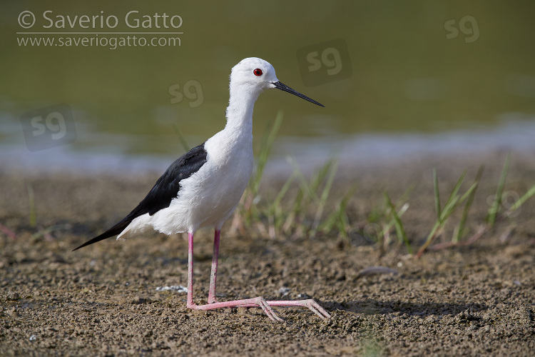 Black-winged Stilt