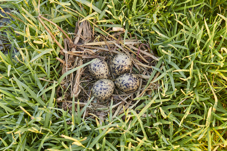 Nido di Cavaliere d'Italia, nido con quattro uova