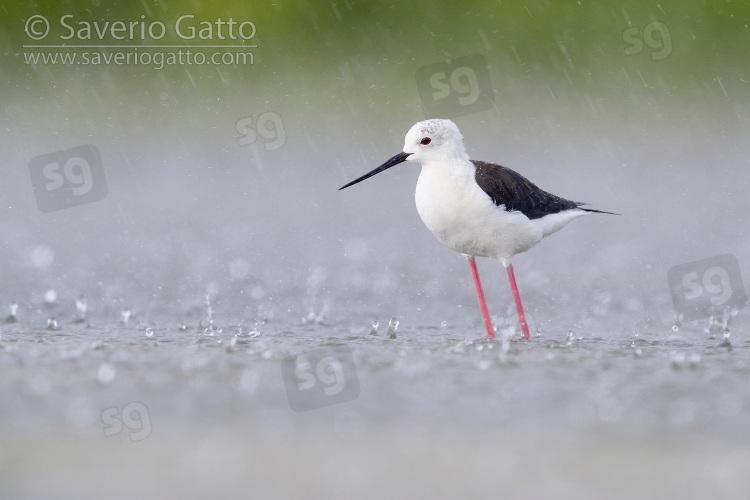 Black-winged Stilt