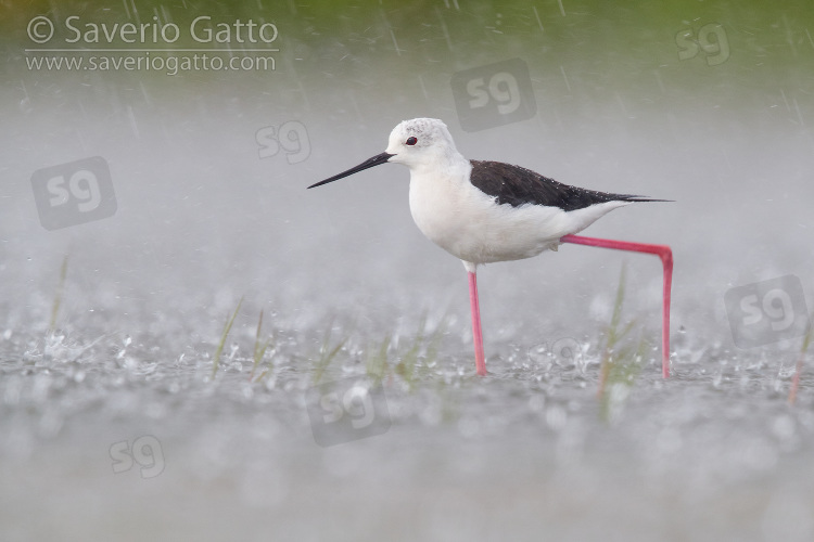 Black-winged Stilt