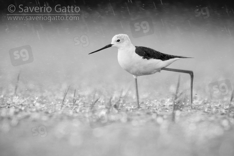 Black-winged Stilt, adult female walking in the water under a heavy rain