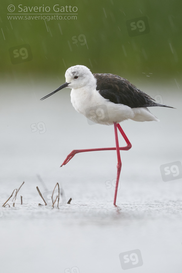 Black-winged Stilt, adult female standing in a water under the rain