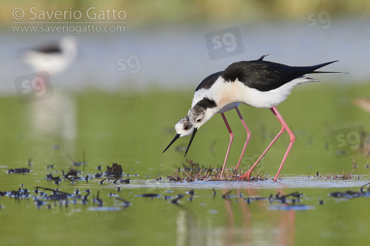 Black-winged Stilt, a couple in courtship
