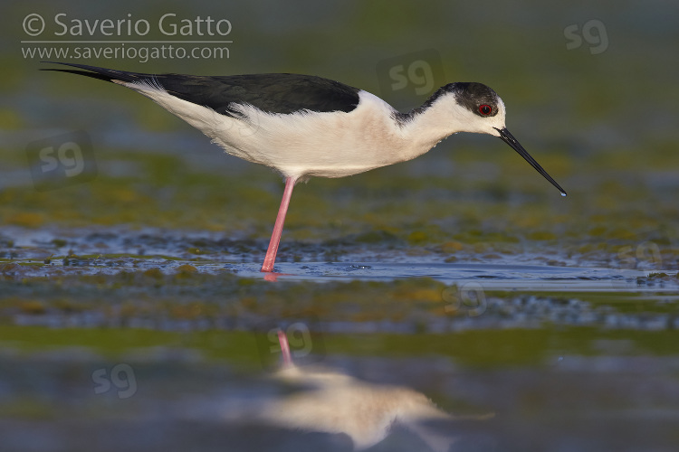 Black-winged Stilt, side view of an adult male standing in the water