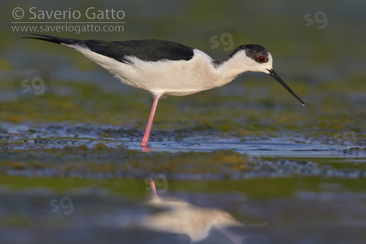 Black-winged Stilt