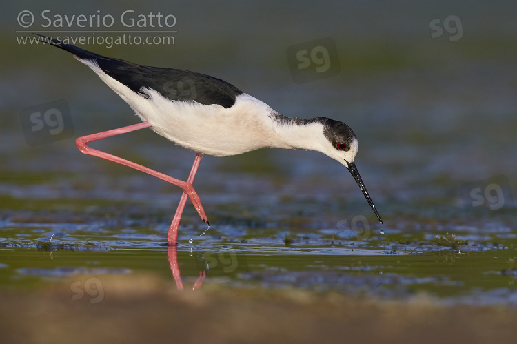 Black-winged Stilt, adult male lokking for food in a swamp