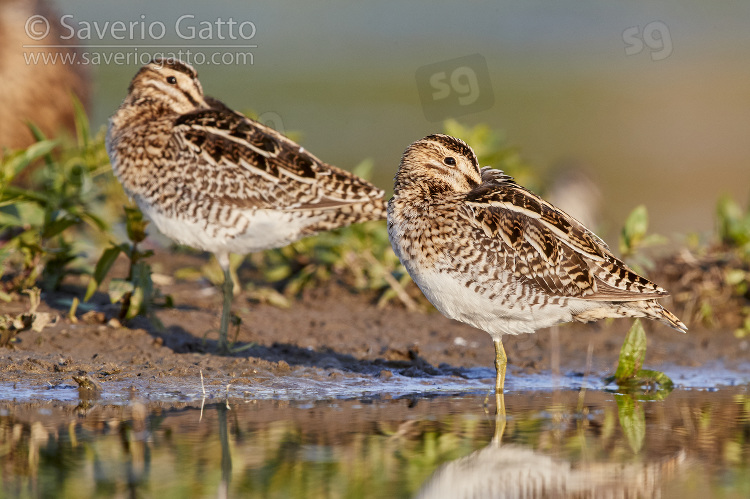 Common Snipe