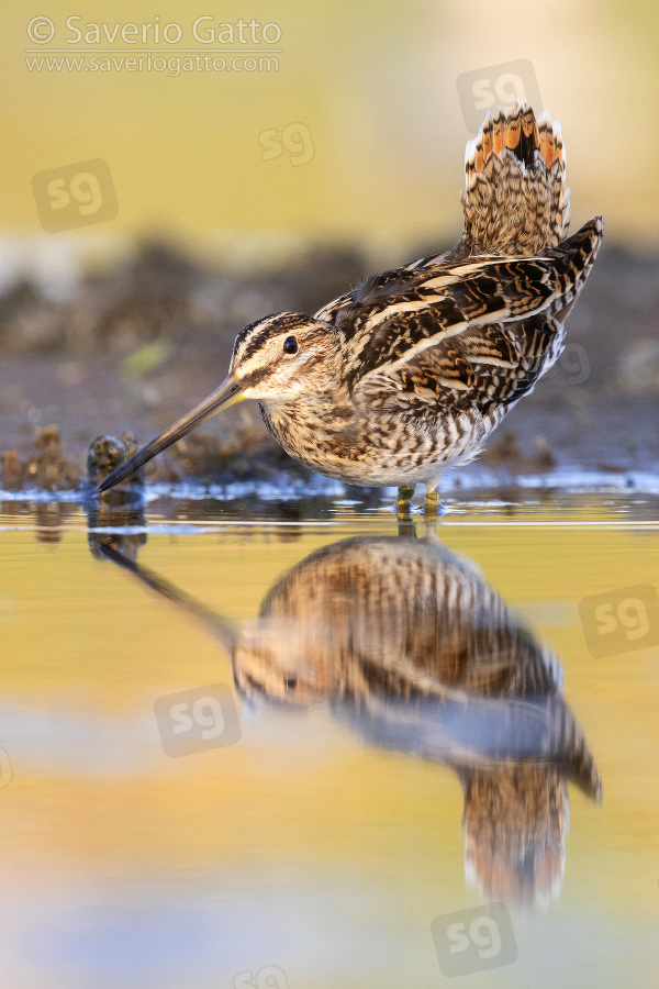 Common Snipe, adult standing in the water at sunset