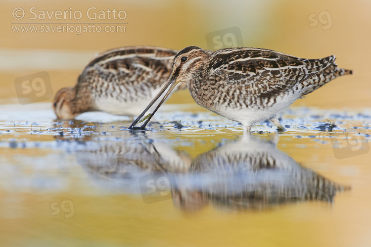 Common Snipe, two adults looking for food in the water