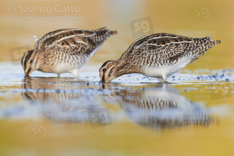 Common Snipe, two adults looking for food in a pond