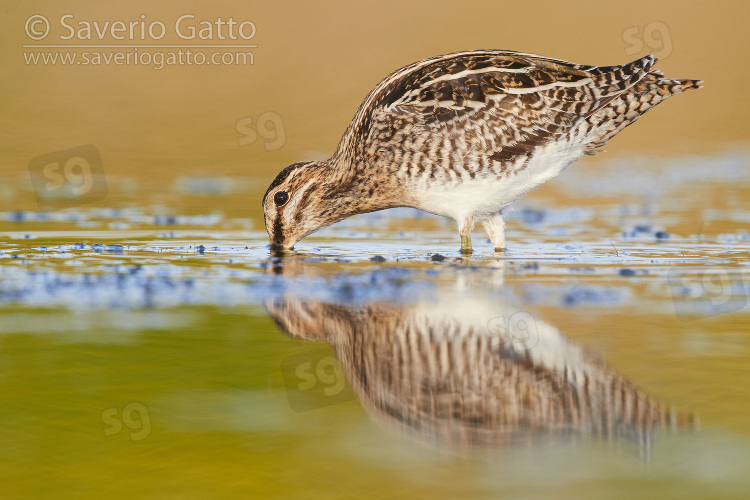 Common Snipe, side view of an adult looking for food in a pond