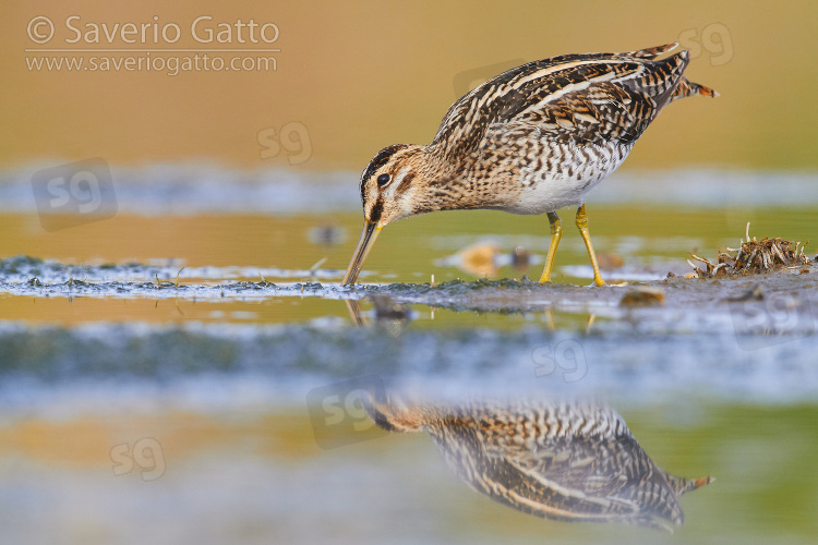 Common Snipe, adult looking for food in the mud