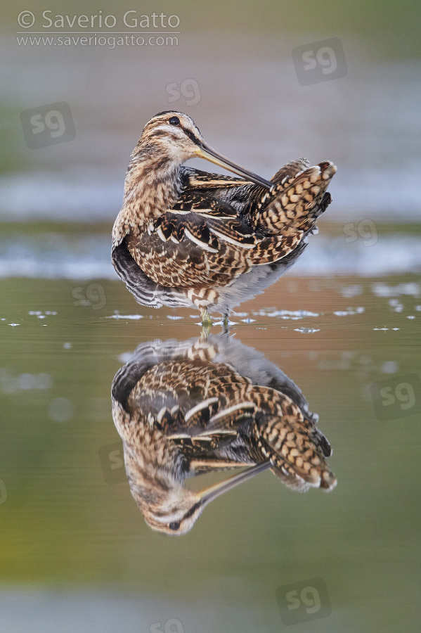 Common Snipe, adult preening itself in a pond