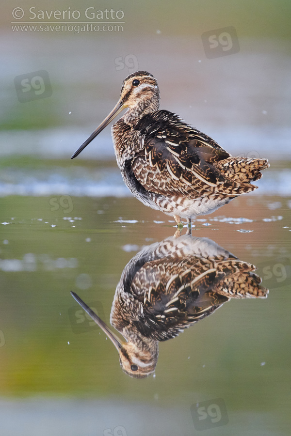 Common Snipe, adult male standing in the water