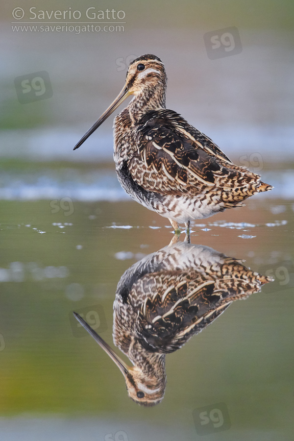 Common Snipe, side view of an adult standing in the water