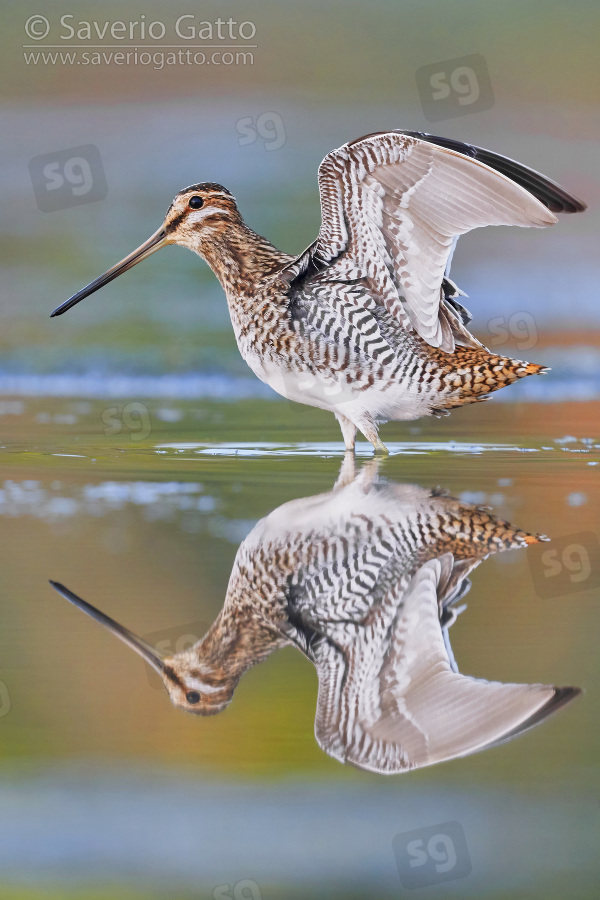 Common Snipe, adult spreading its wing