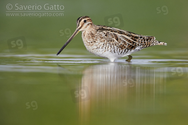 Common Snipe, side view of an adult walking in a pond